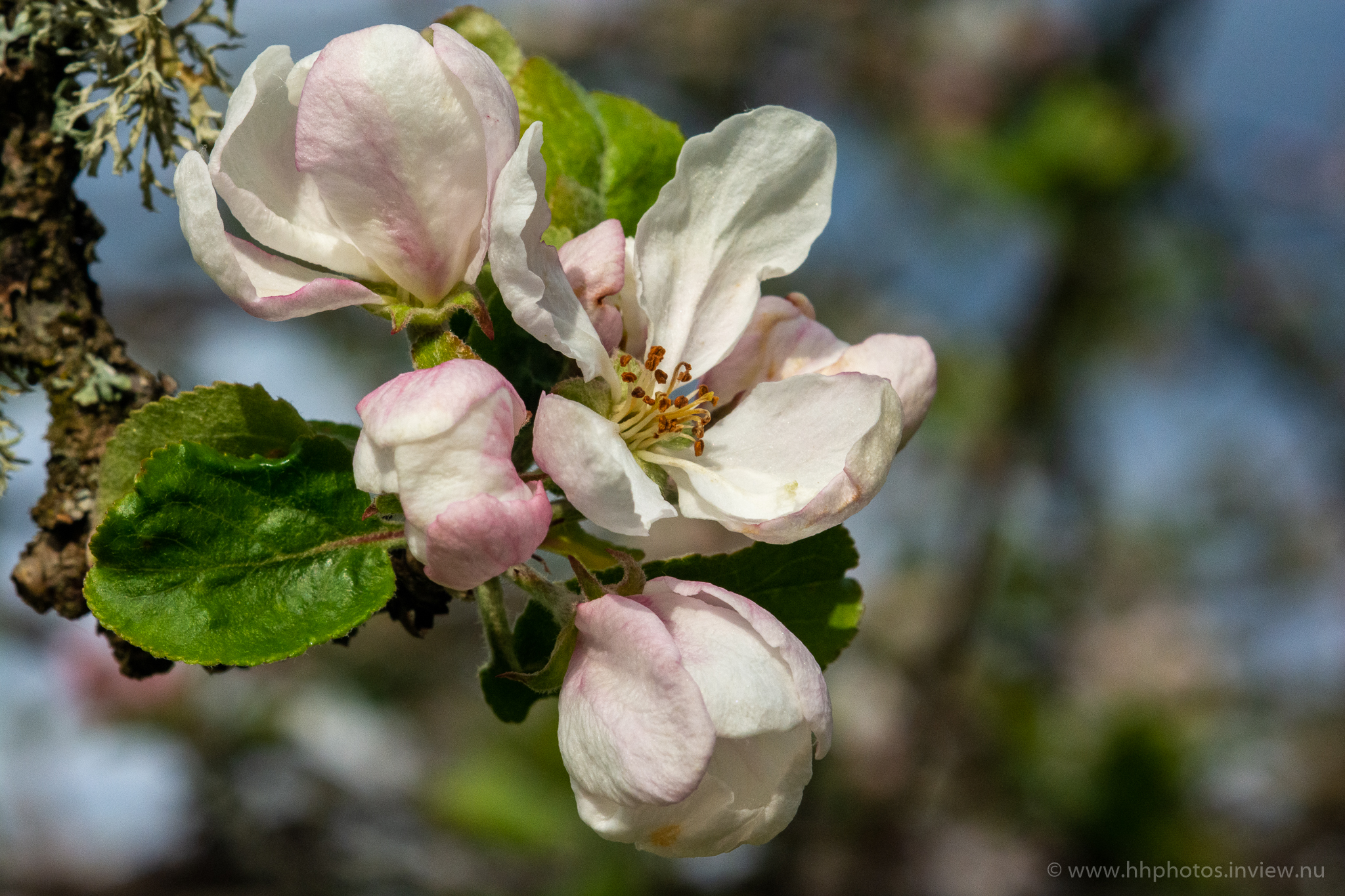 Äppelblom / Apple blossom