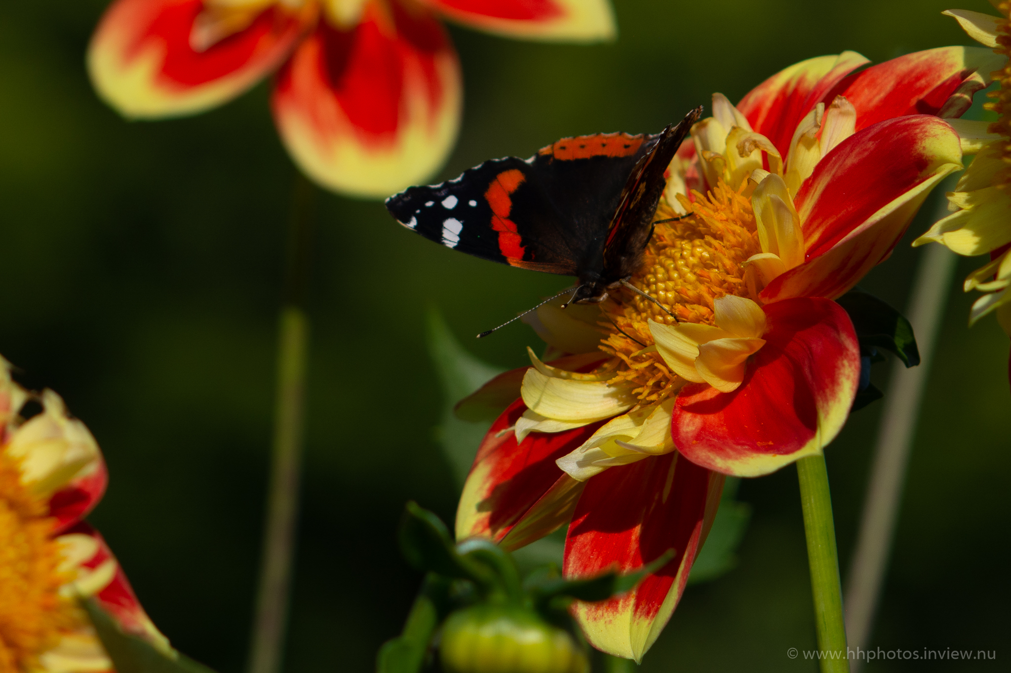 Amiral / Red admiral