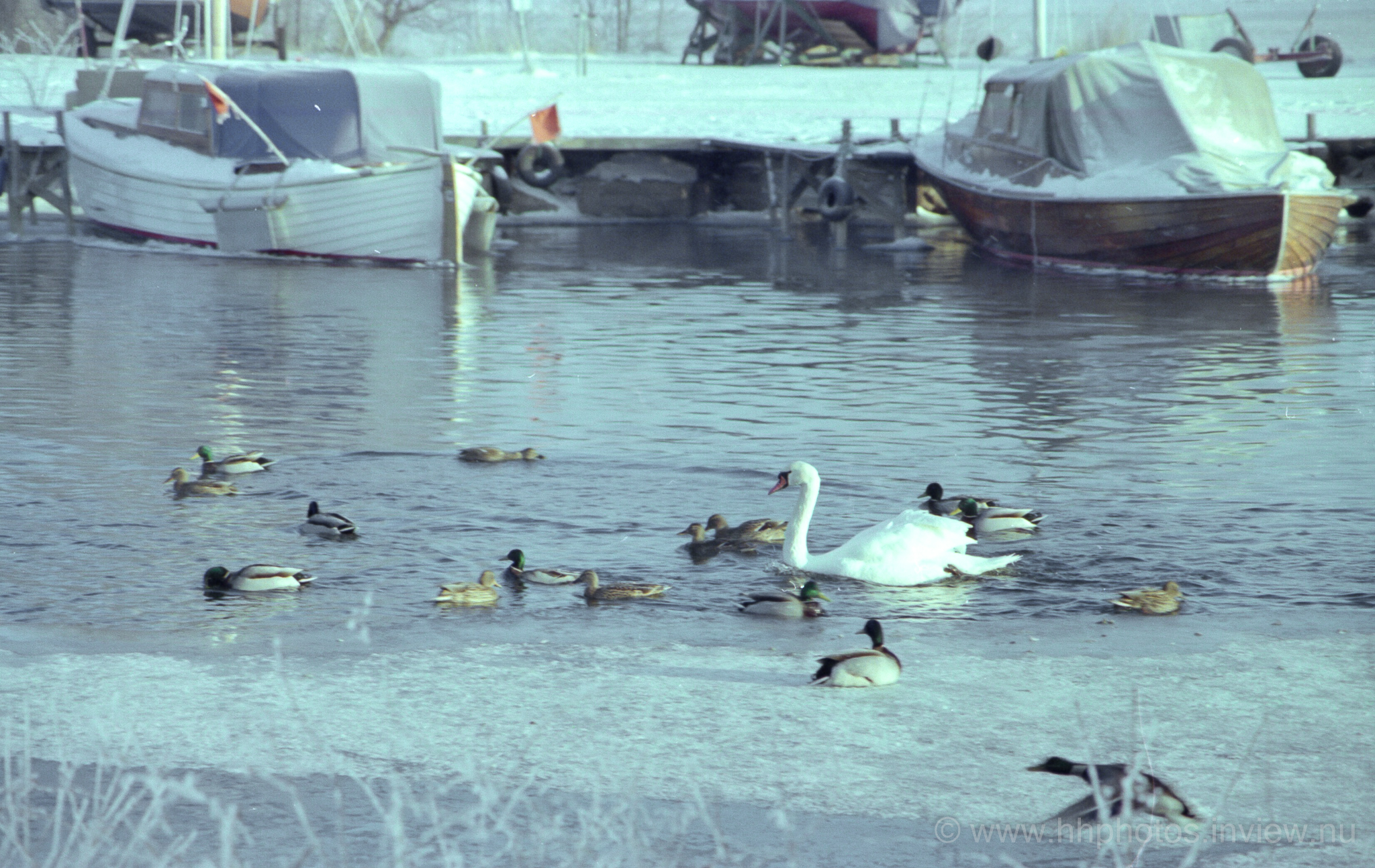 Fåglar i strömmen / Birds in the canal