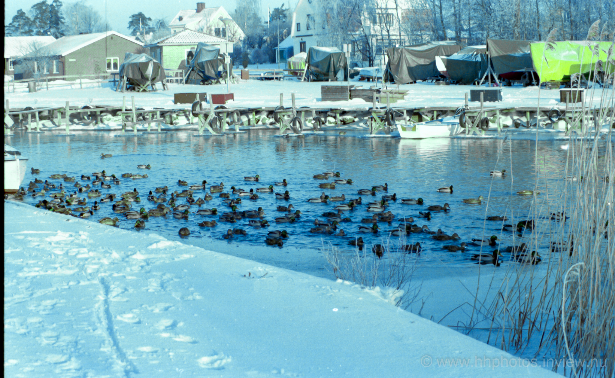 Vinter i kanalen-strömmen / Winter in the canal