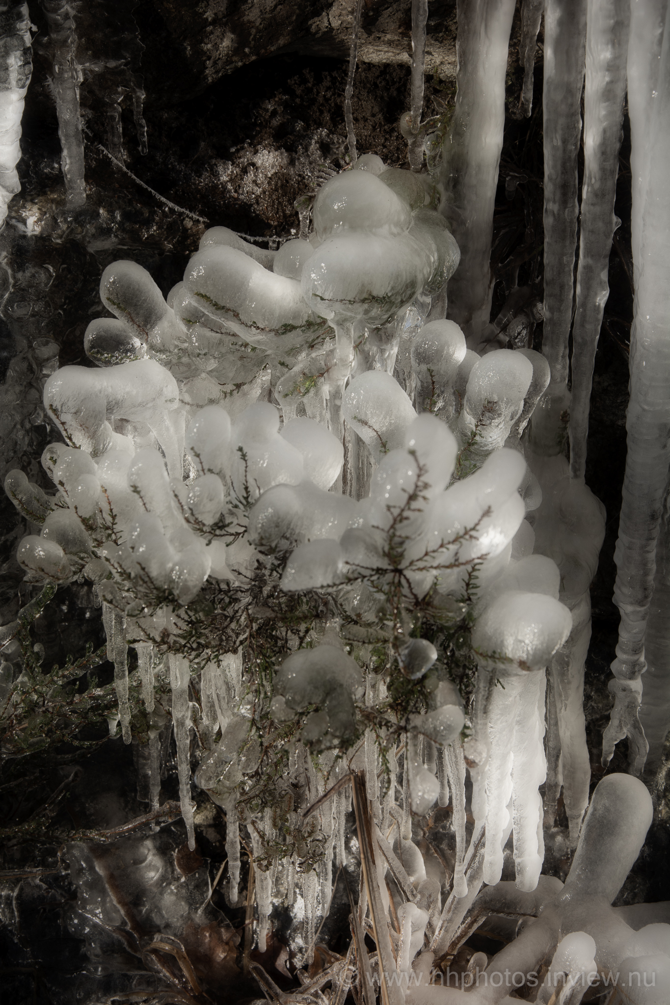 Infrusen buske / Frozen bush