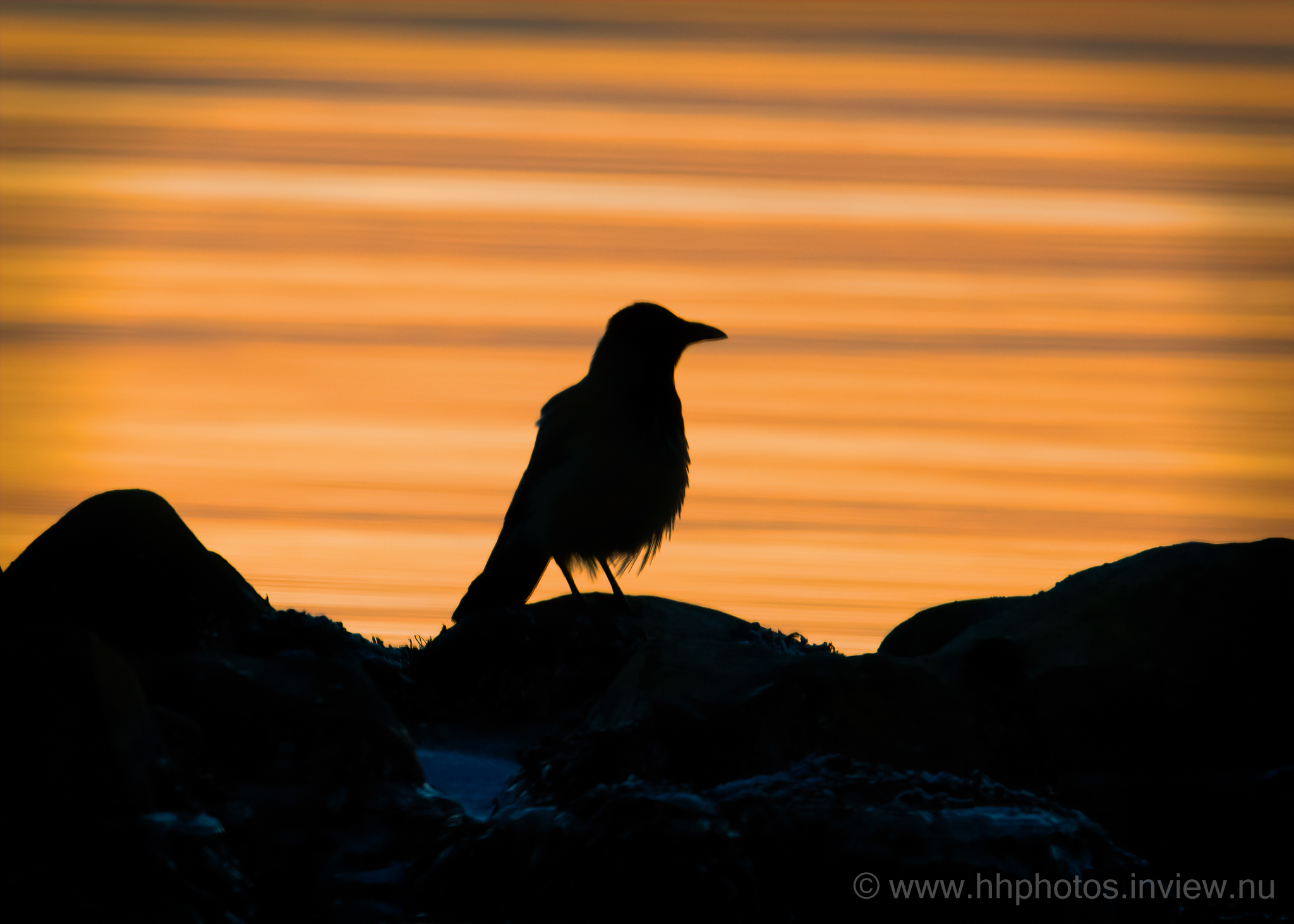 Kråka i solnedgång / Hooded crow in sunset