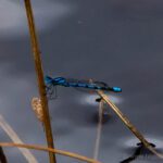 Mermaid dragonfly