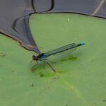 Red-eyed damselfly