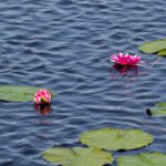 Red water lily