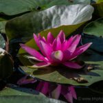 Red water lily