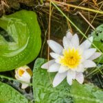Water lily