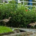 Red-legged seriema (Cariama cristata)