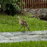 Red-legged seriema (Cariama cristata)