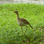 Red-legged seriema (Cariama cristata)